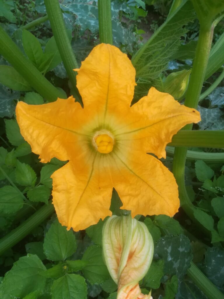 fiori di zucchina